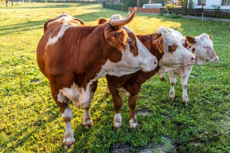 Cows on Alpine Pasture Two brown and white cows standing on a green pasture in the Slovenian countryside