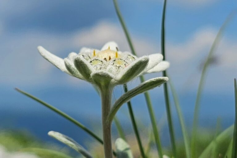 Edelweiss flower in natural surroundings with a blue sky background.
