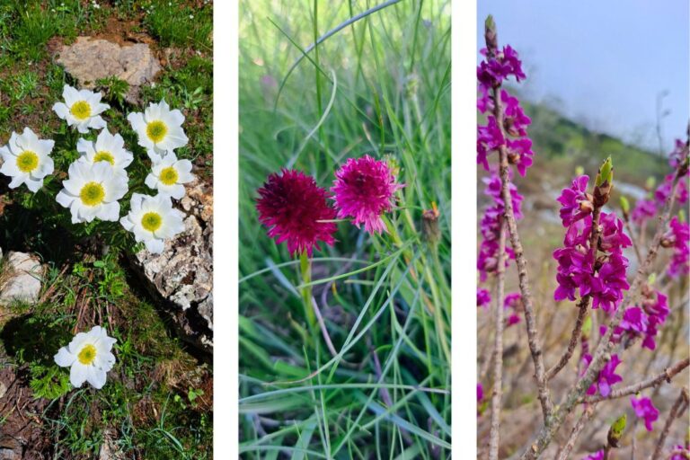 Three different kinds of mountain flowers in natural alpine surroundings.