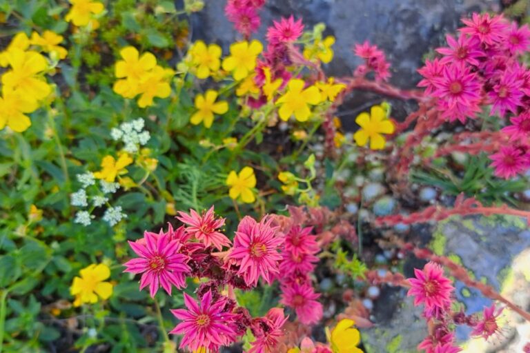 Brightly colored flowers in the wild, in various shapes and hues.
