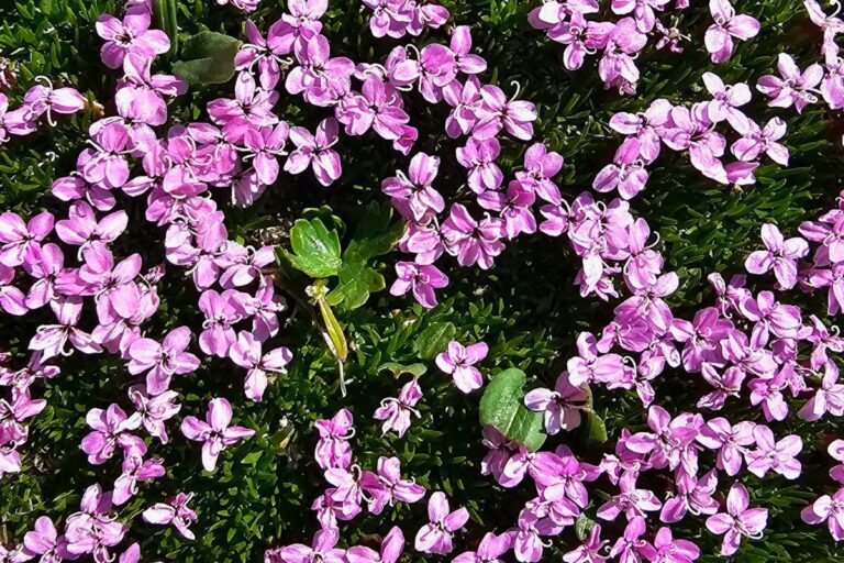 Cluster of purple-pink alpine flowers in bloom.
