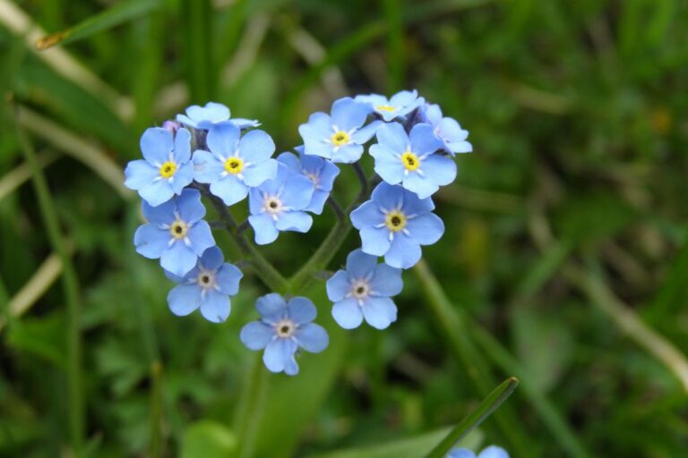 Close-up of alpine forget-me-not flowers.