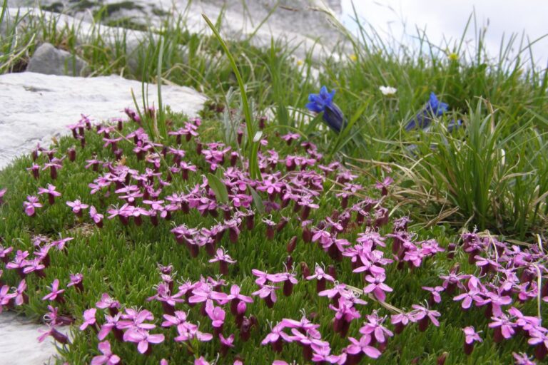 Cushion pink flowers and gentians in the alpine meadow.